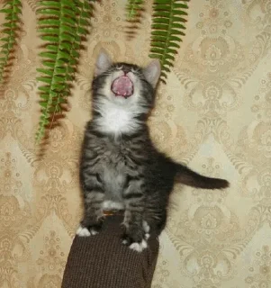 😮