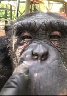 🐒