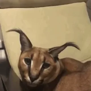 🐱