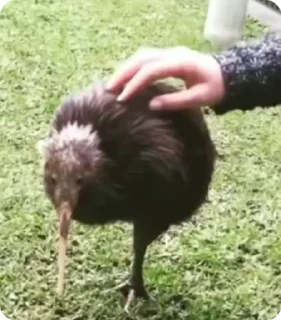 киве киве киве