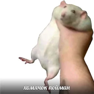 🤌