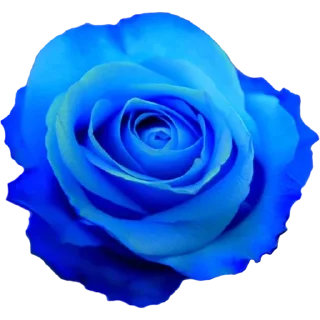 🌹