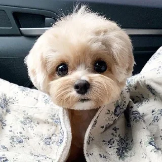 🐶