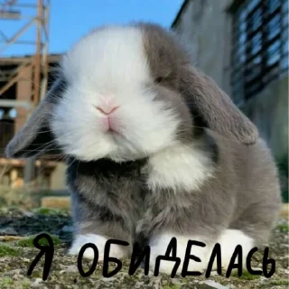 🐰