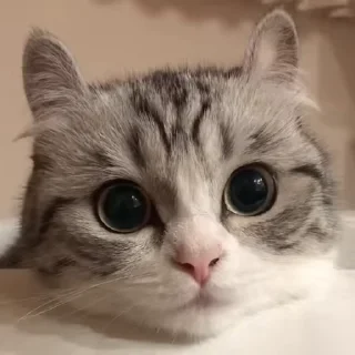 🥺