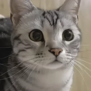 🐈‍⬛️