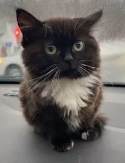 🐱