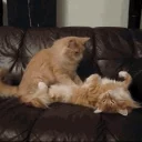😼