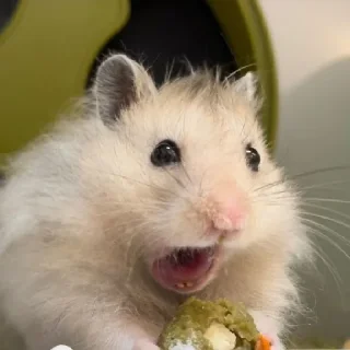 🐹