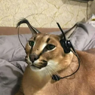 🎧
