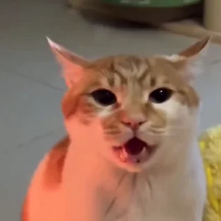 🤩