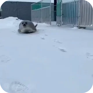 🏃