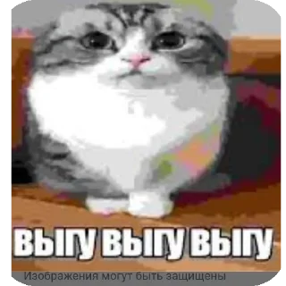🐱