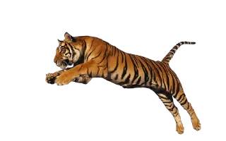 🐅
