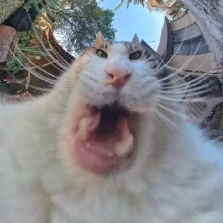 🌟