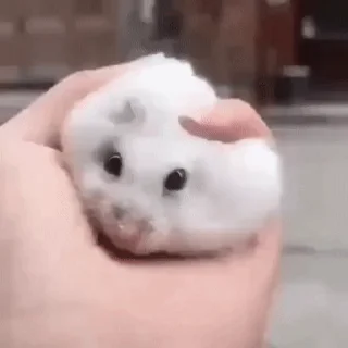 🐹