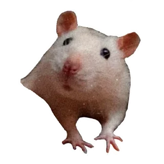 🐀