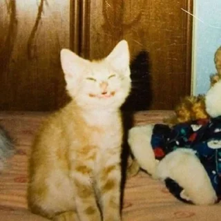 🐈