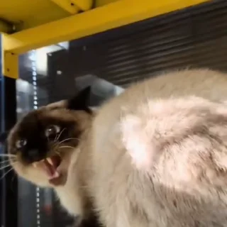 🐈