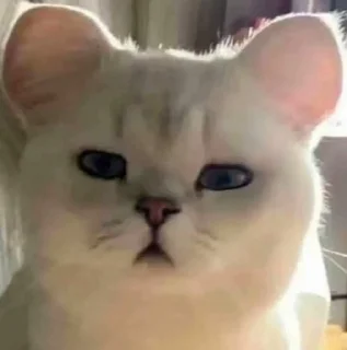 Động moè