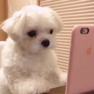 🐶