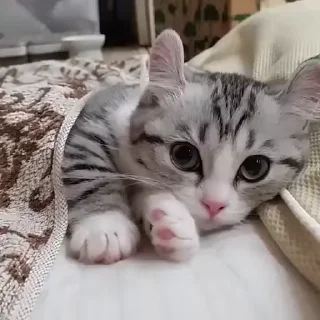 🐈