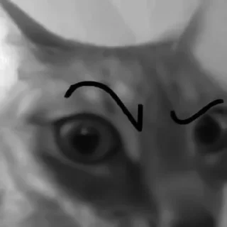 🐈‍⬛️