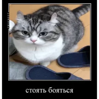 😼