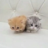 @tgsti / милые котики