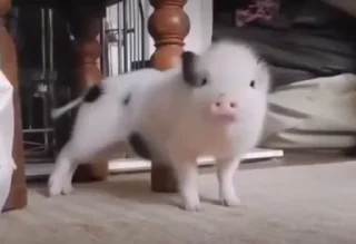 🐷