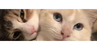 🐱