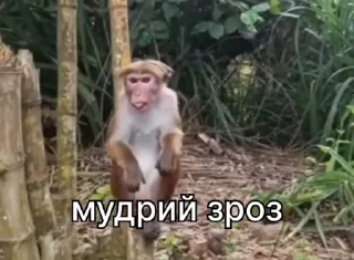 🧠