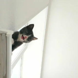 🥺