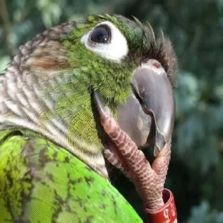 🐦
