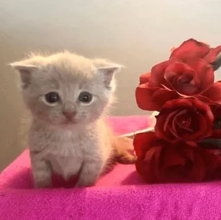 🌹