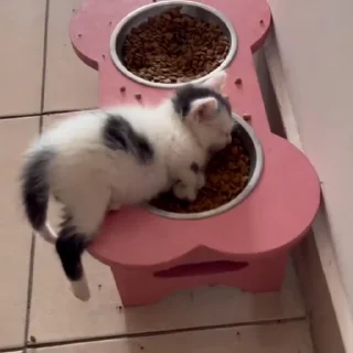 🐈