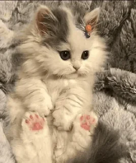 🐾