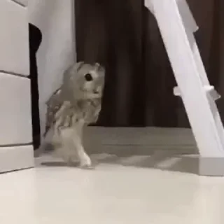 🦉