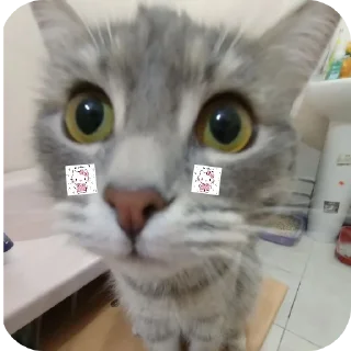 🐱
