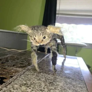 🕷