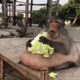 🐒