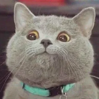 😺