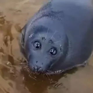 🦭