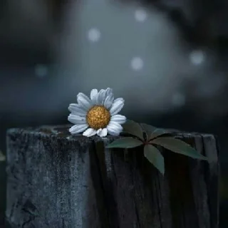 🌹