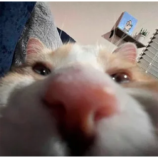 😎