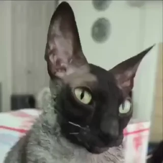 Котомыш 🦇 (Ядовитый и Летучий) :: @fStikBot
