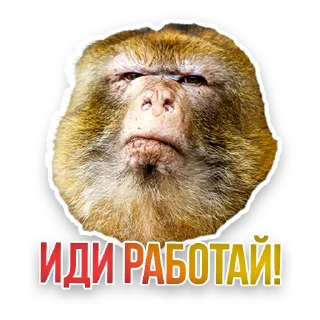 🐒