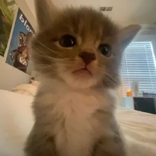 🐈
