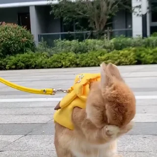 🤩