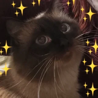 🤩